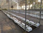107學年度設施番茄8