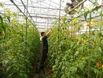 107學年度設施番茄9