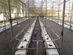 107學年度設施番茄12