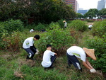 107-1農一乙A組植物栽培實習1
