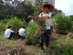107-1農一乙A組植物栽培實習4