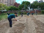 107-1農一乙A組植物栽培實習13