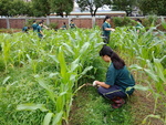 107-1農一乙A組植物栽培實習12
