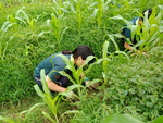 107-1農一乙A組植物栽培實習15