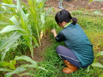 107-1農一乙A組植物栽培實習1