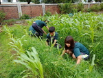 107-1農一乙A組植物栽培實習5