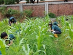 107-1農一乙A組植物栽培實習8