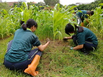 107-1農一乙A組植物栽培實習10