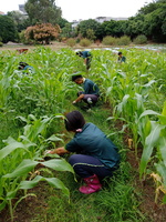 107-1農一乙A組植物栽培實習11