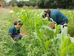 107-1農一乙A組植物栽培實習12