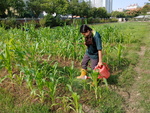 107-1農一乙A組植物栽培實習3