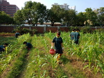 107-1農一乙A組植物栽培實習5