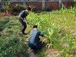 107-1農一乙A組植物栽培實習7
