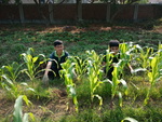107-1農一乙A組植物栽培實習8