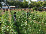 107-1農一乙A組植物栽培實習16