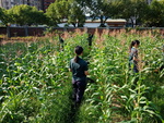107-1農一乙A組植物栽培實習1