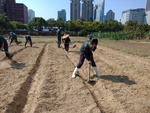 107-2農一乙B組植物栽培實習8