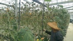 107埔里福興農場見習