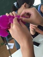 106芳蘭園育種實習