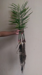 104產特有機袋薑栽培