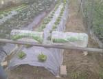 107有機茭白筍栽培