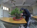 108樹藝教學--真柏