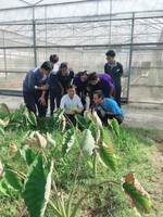 106有機防治資材應用-五良液