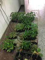 106產學輔導教學--草質練習