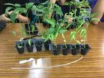 106產學輔導教學--草質練習
