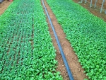 105興農大雅baby leaf農場參觀