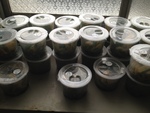 105興農大雅baby leaf農場參觀