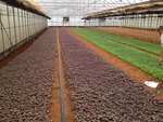 105興農大雅baby leaf農場參觀