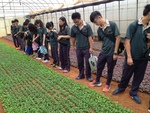 105興農大雅baby leaf農場參觀