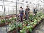 107學年度設施小胡瓜13