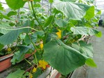 107學年度設施小胡瓜5