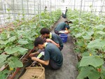 107學年度設施小胡瓜6