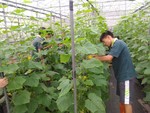 107學年度設施小胡瓜10