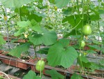 107學年度設施甜瓜14