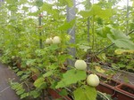107學年度設施甜瓜12