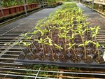 108學年度設施番茄3