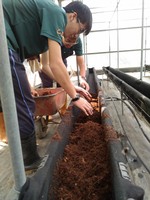 108學年度設施番茄5