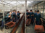 108學年度設施番茄6