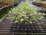 108學年度設施番茄7