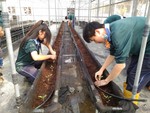 108學年度設施番茄9