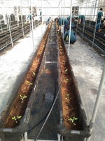 108學年度設施番茄11