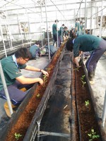 108學年度設施番茄2