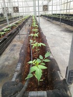 108學年度設施番茄4