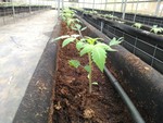 108學年度設施番茄5