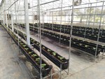 108學年度設施番茄6