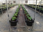 108學年度設施番茄7